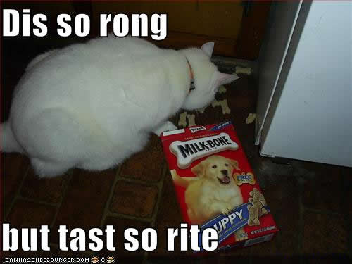 Dog Food Kitty