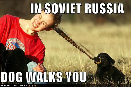 dog walks you