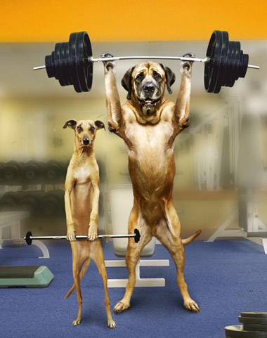 Dogs on gym