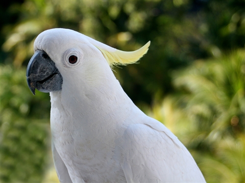 Eleanora Cockatoo or MediumSu 2