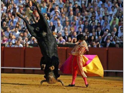 epic bull fighter