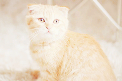 Ermahgert kitteh