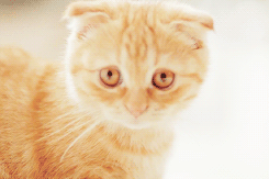 Ermahgert kitteh
