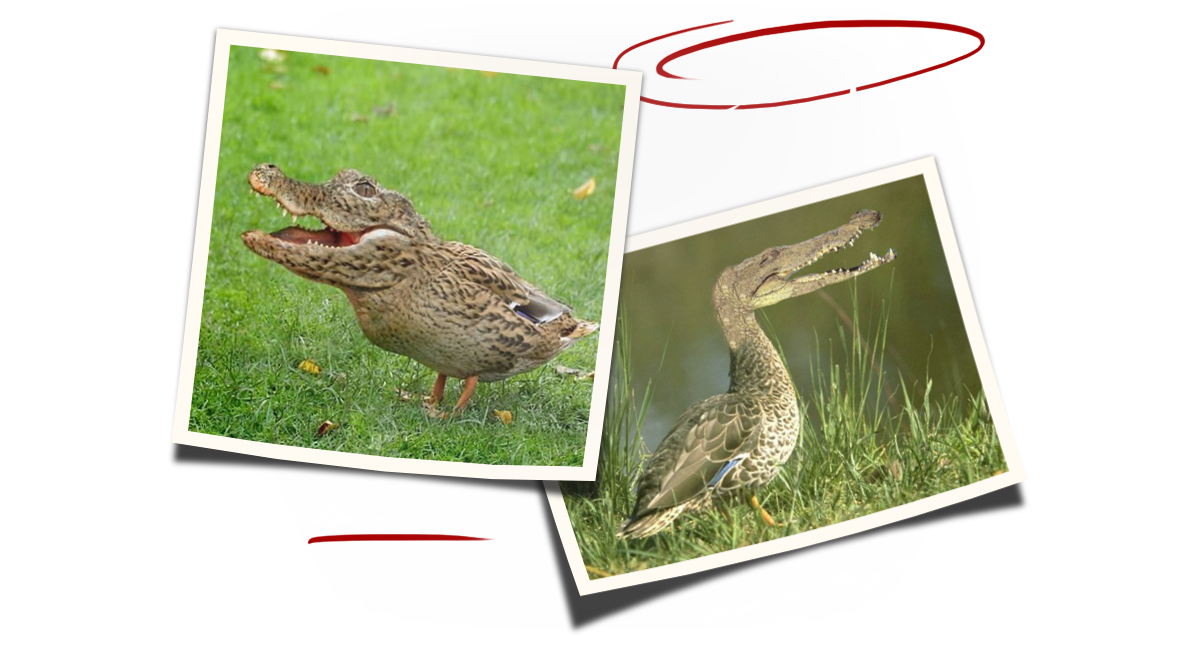 Evolution_Poster