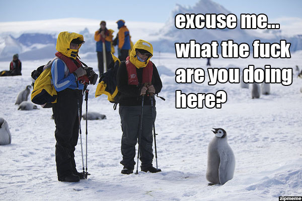 excuse me what the fuck are you doing here penguin meme