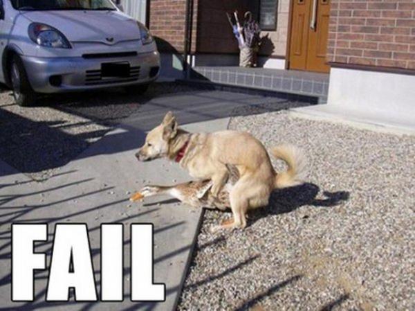 FAIL (poor duck)