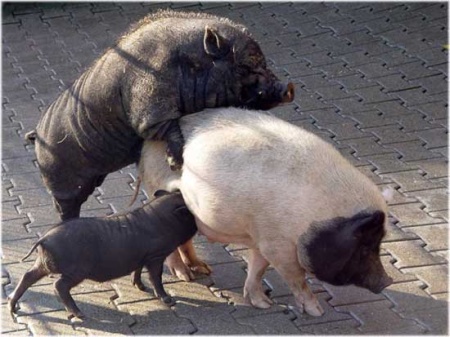 Fel Pigs...