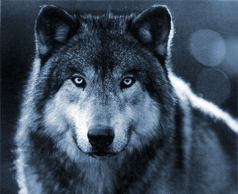female wolf