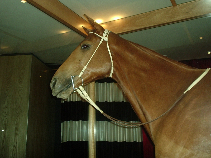 Fharlap the wonder horse
