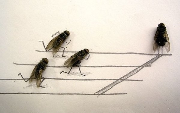 flies
