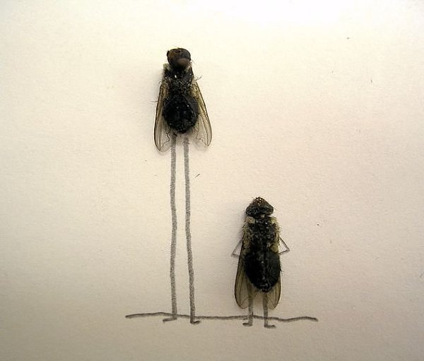 flies