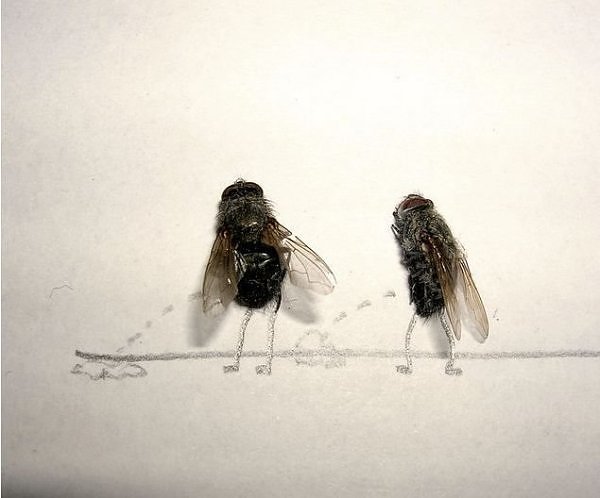 flies