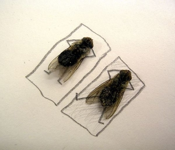 flies