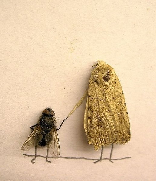 flies
