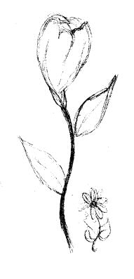 flower sketches