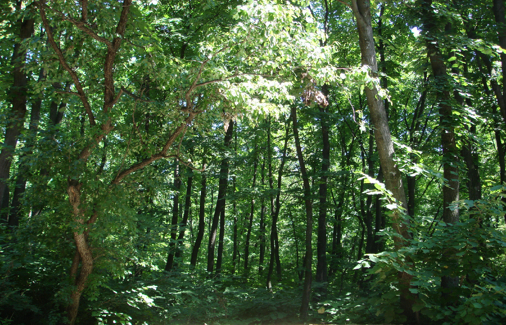 Forest 1 (Minimized GIF Format)