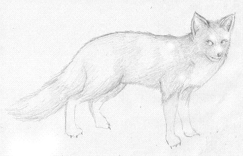 Foxy