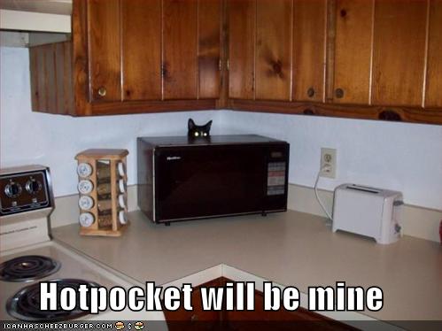 funny pictures basement cat wants your hotpocket