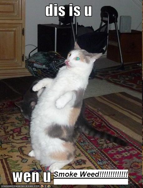 funny pictures cat does imitation of you