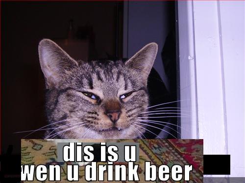 funny pictures cat is trustworthy