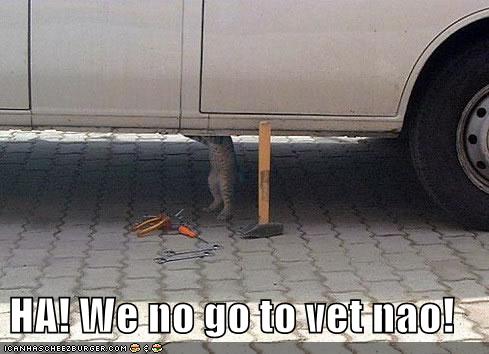 funny pictures cat messes with your car to avoid the vet