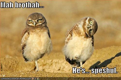 funny pictures owls twisted head
