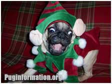 funny pug 3