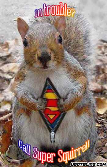 funny squirrel