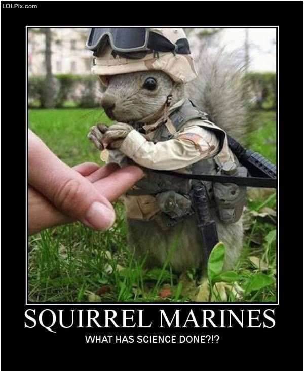 Funny Squirrel