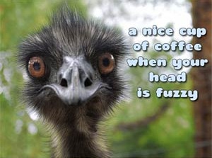Fuzzy head