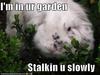 Garden Stalking