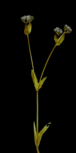 Generic Bush 3 D