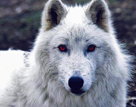 Ghost Of A game of thrones