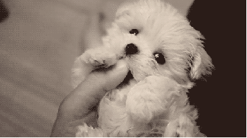 gif 357x200 1789e0