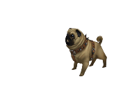 gif test  wow pug by hypnoxo123 d4eu8ev
