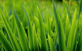 grass