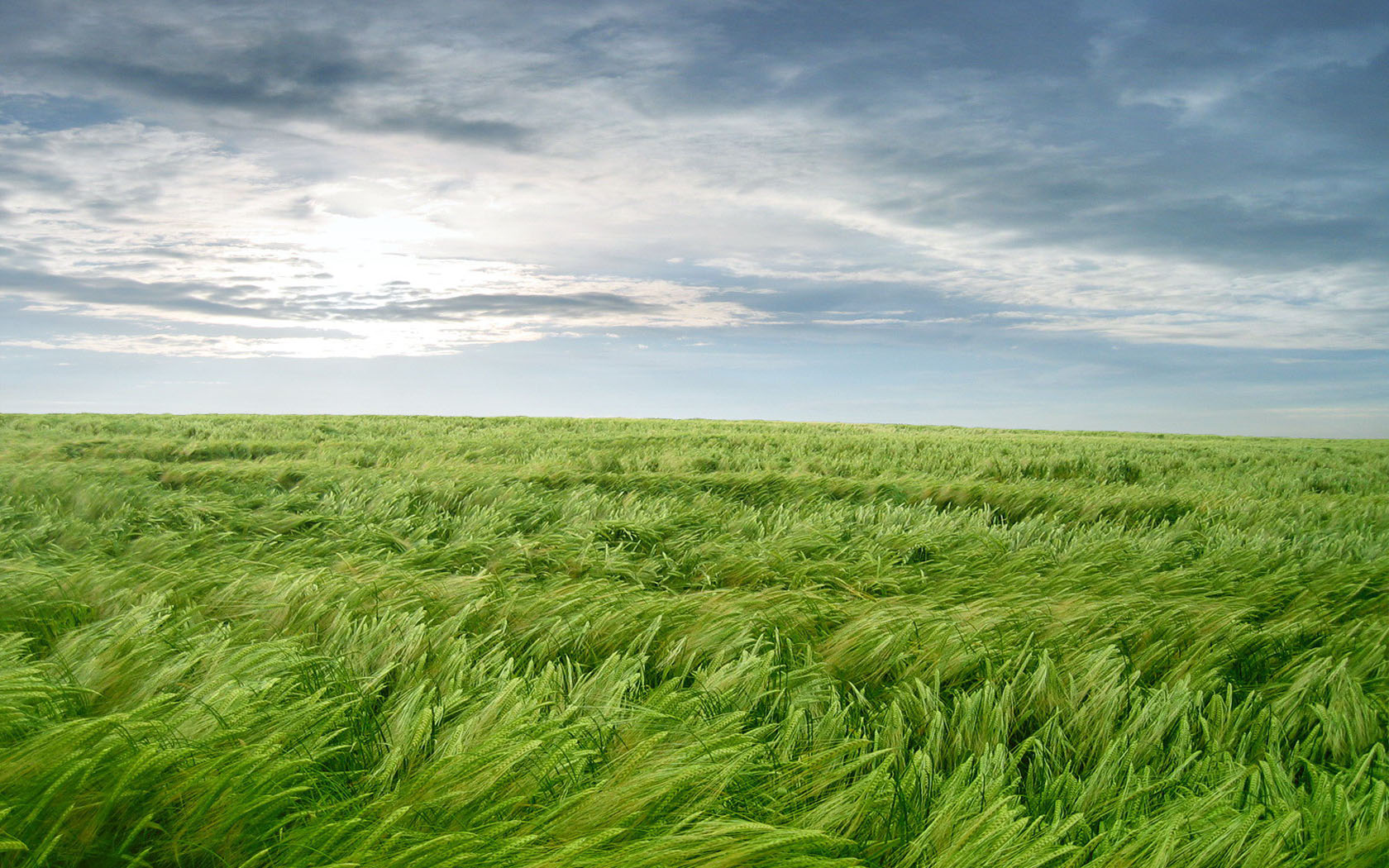 Grassland