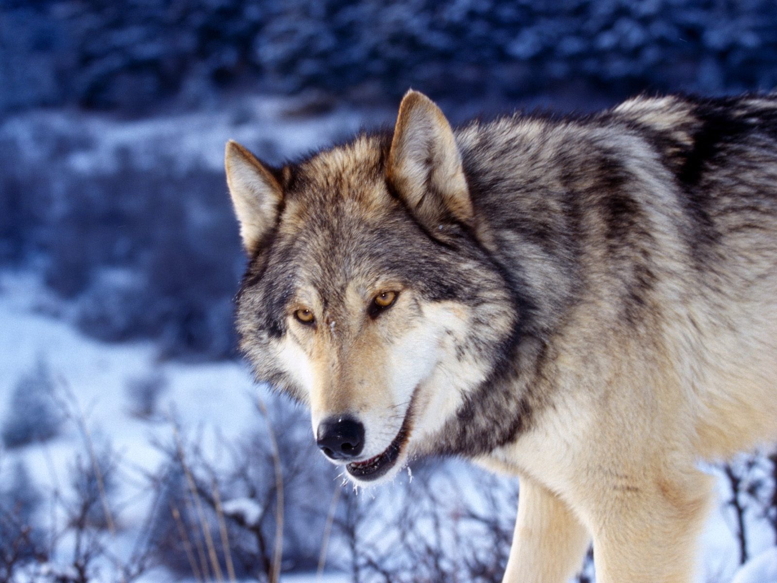 gray wolf in snow 1600 1200 1027