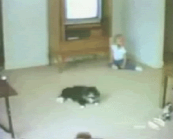 gtacat