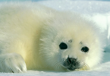 harp seal baby 2