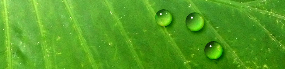 Harvest Leaf 2