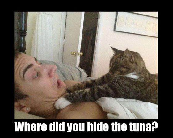 Hey, where the fuck is the tuna?!?!