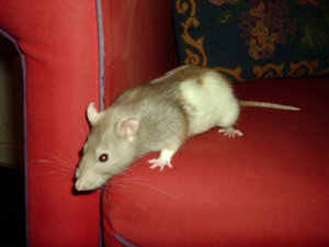 Hope my rat