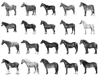 horses2jc6