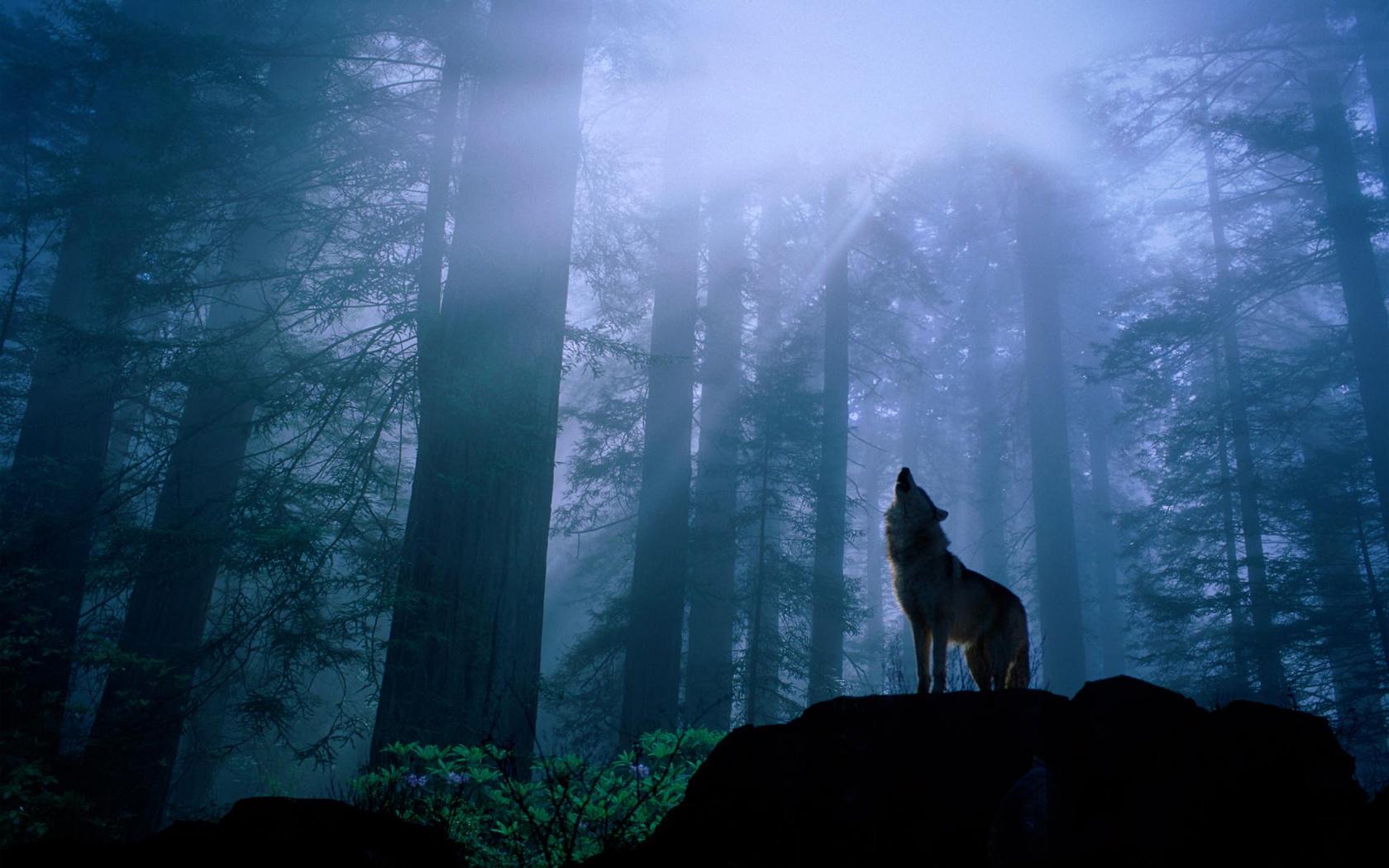 Howling Wolf