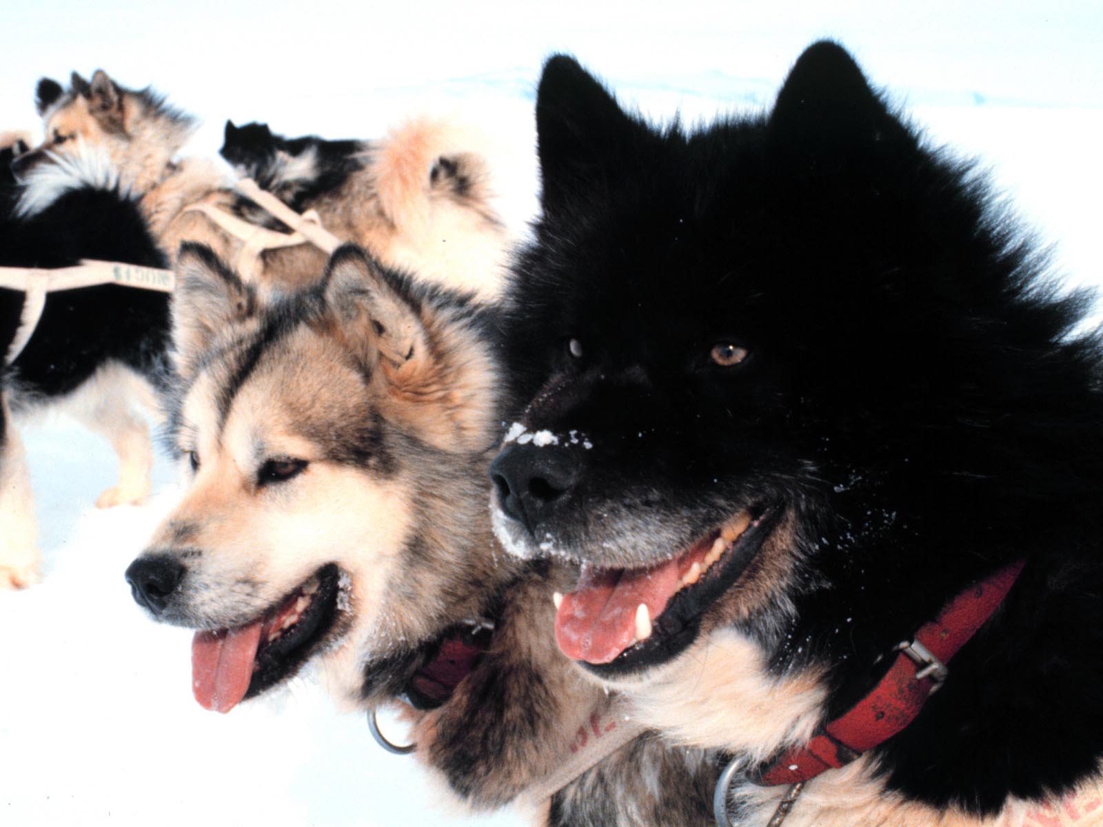 Husky, my favourite breed