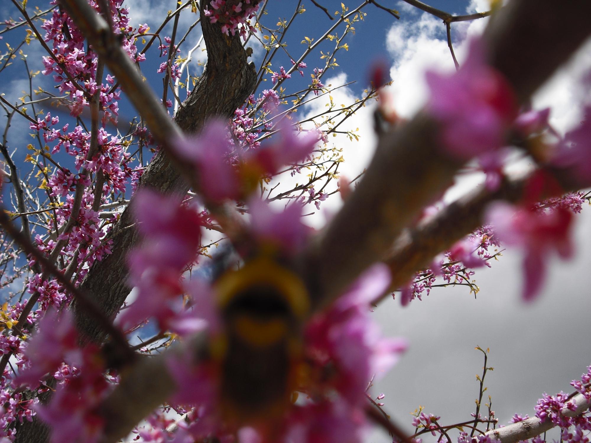 >< I didnt get the bee!