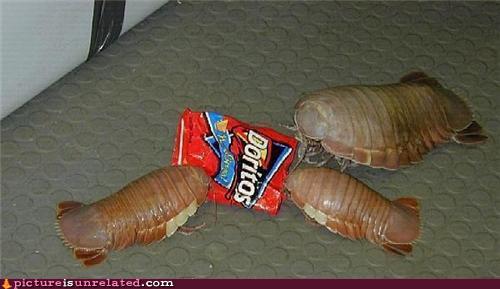 I found these in my own kitchen last night.