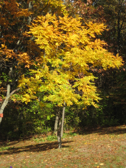 IMG 0789