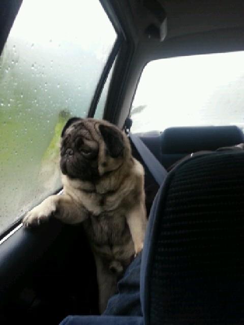 Introspective pug